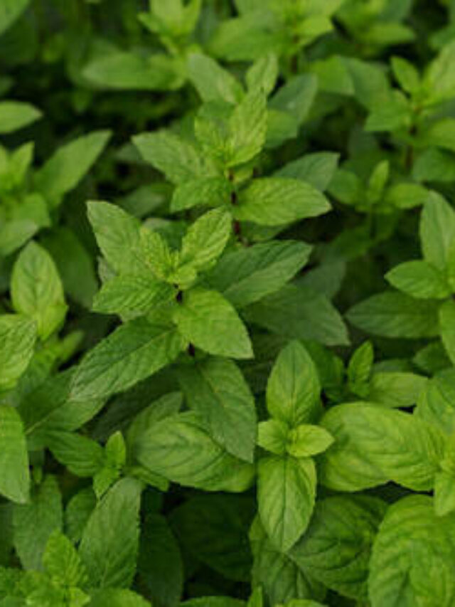 Tulsi Ka Ark